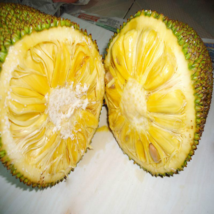 菠萝蜜种植致富项目,菠萝蜜快速种植方法