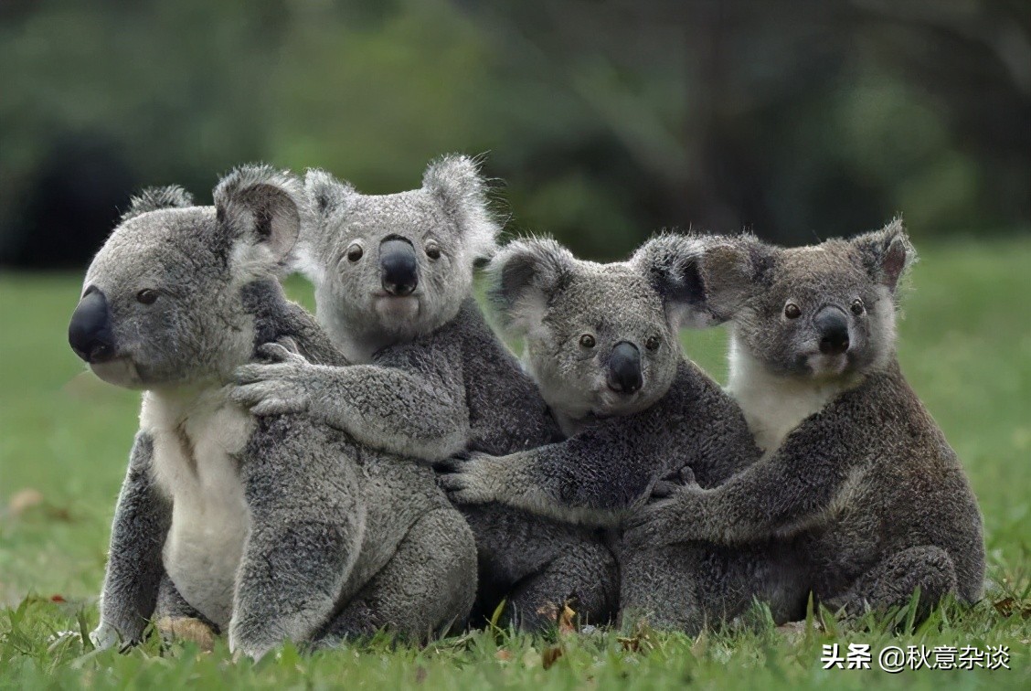 澳大利亚博物馆景点攻略,澳大利亚布里斯班市内游览视频