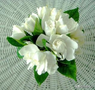 家里栀子花黄叶了怎么办,家里栀子花长蚜虫了怎么处理