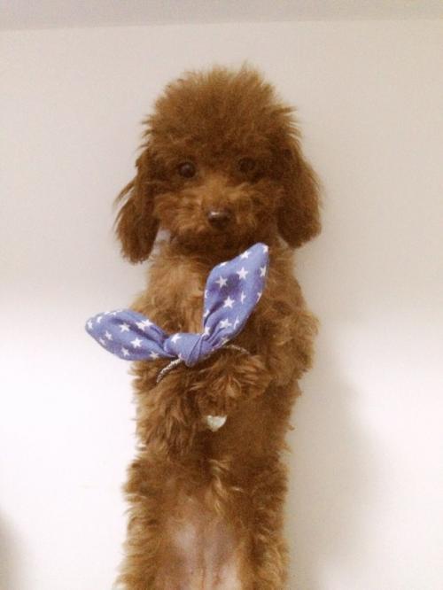 训练泰迪的十大技能,泰迪如何训练大小便