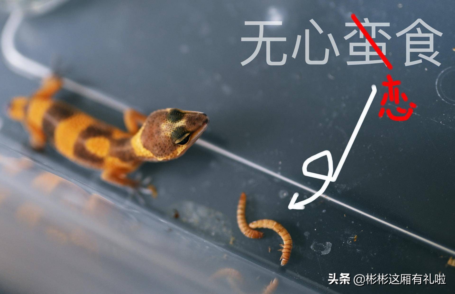 守宫新手养一只还是两只,守宫小白怎么养