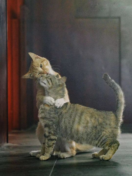 七夕节应该卖什么礼物比较赚钱,竞彩过节费推荐