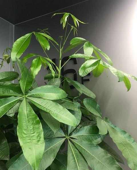 发财树从新芽到枝繁叶茂需要多久,家庭发财树怎么养才旺盛