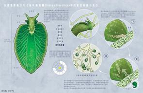 绿叶海蛞蝓在黑暗环境中能生存吗,绿叶海蛞蝓为什么可以夺取基因