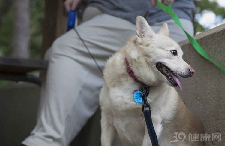辟谣被狗舔得狂犬病,辟谣狂犬疫苗