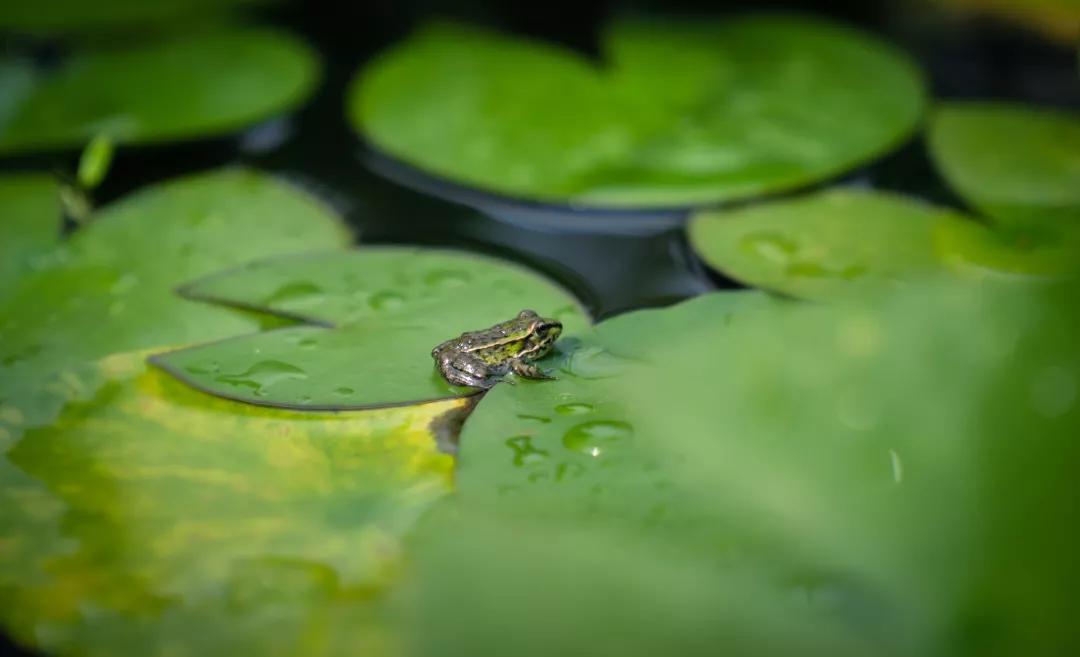 建一座完全不打药的生态花园,所有生命在这里和谐共处,值得收藏
