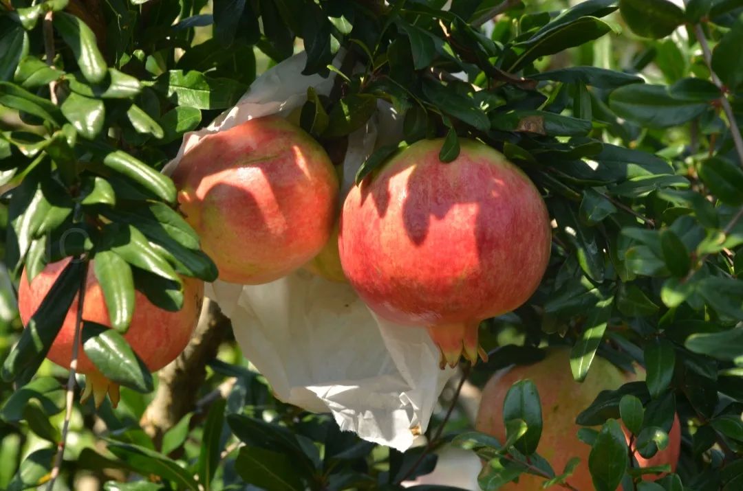 吃石榴不吐皮,吃石榴不吐籽的石榴