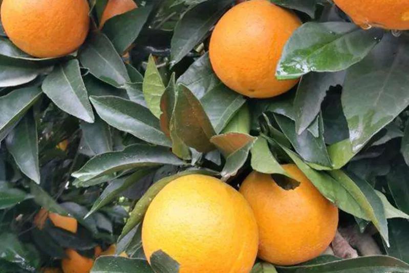 哪个地方出产的橙子最好吃,现在哪里的橙子最好吃