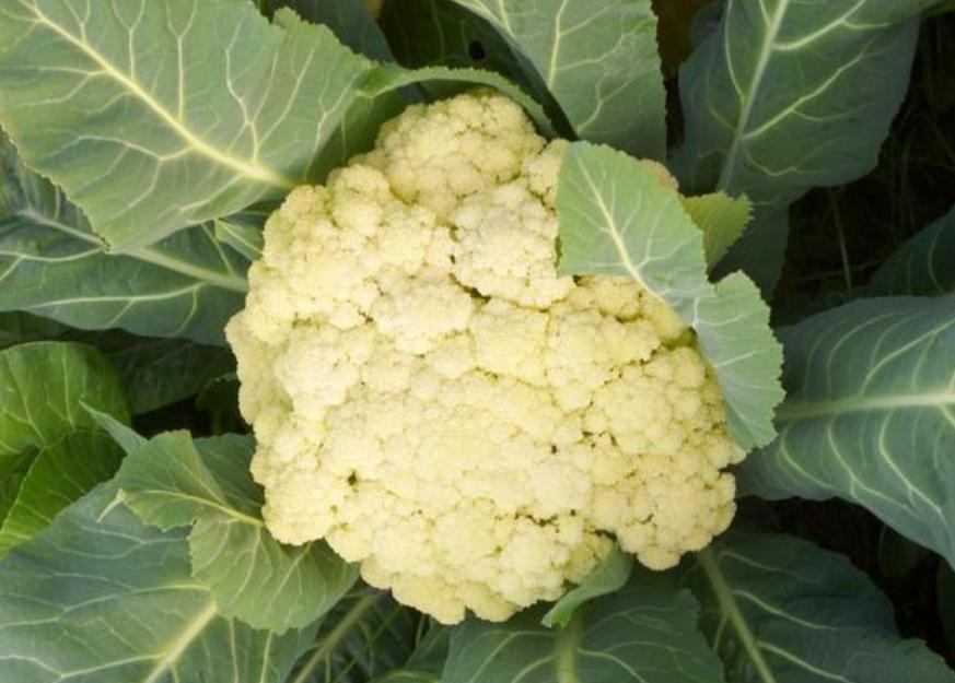 阳台种植的蔬菜怎样才能长得快,阳台种植蔬菜的技巧和方法视频