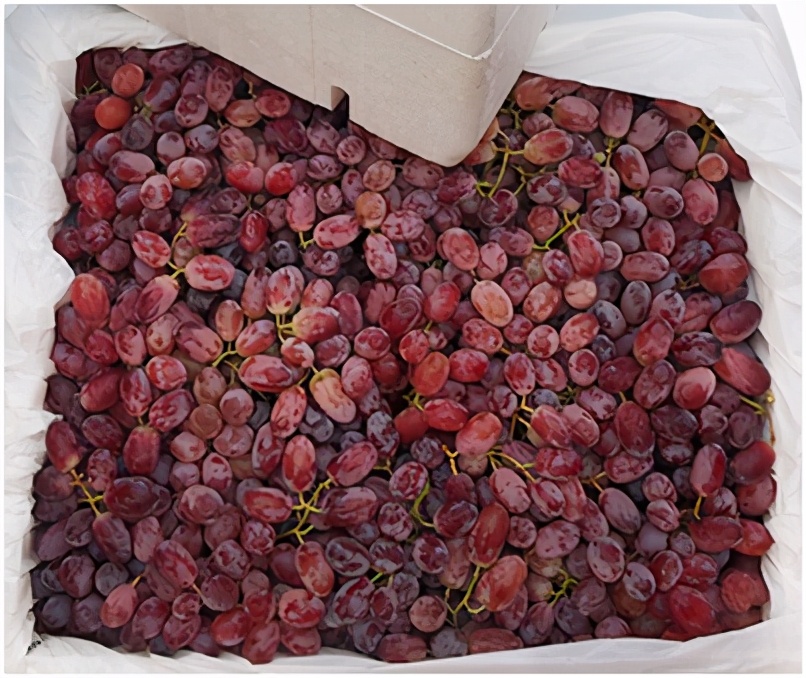 进口提子哪些品种 (进口提子品种及图解)