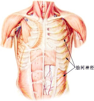 医生常用的解剖学、内外科口诀