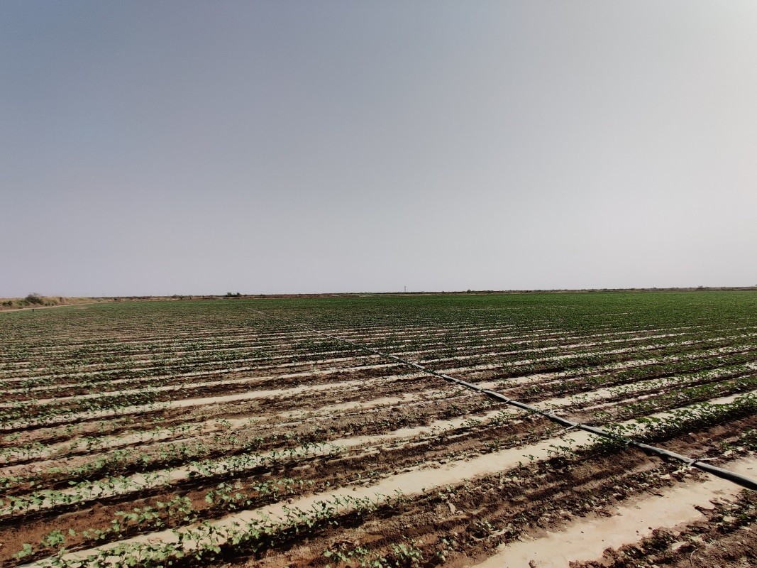 新疆棉花为什么那么好,新疆南北疆棉花的区别