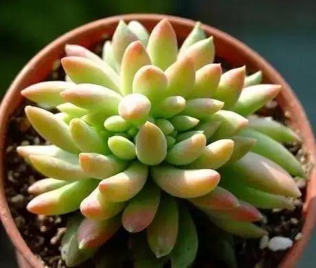 容易爆盆又好养的多肉你值得拥有,容易养好养活而且便宜的多肉