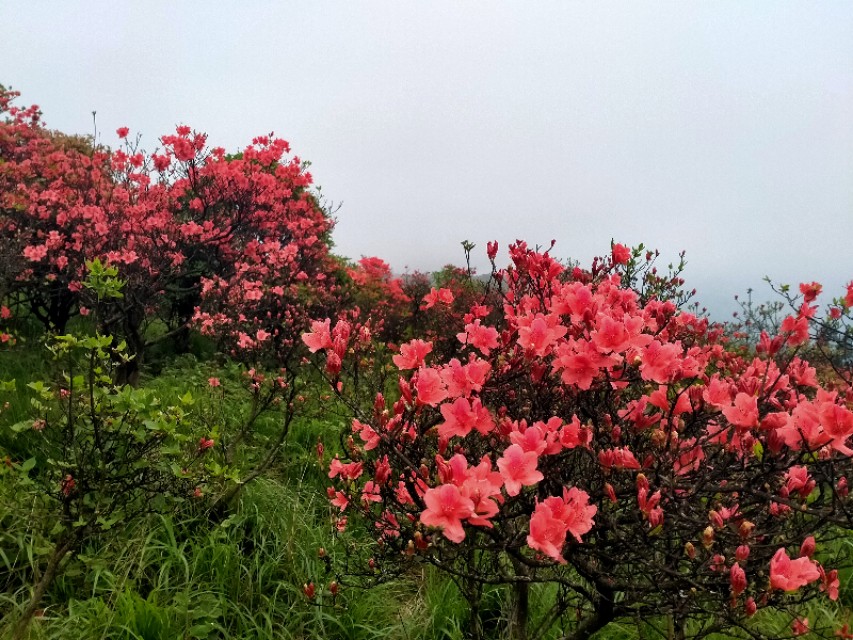诗鬼李贺诗选,诗鬼李贺的23首诗
