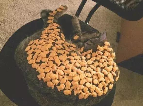 怎样可以封印住一只猫,咋样可以快速封印猫咪