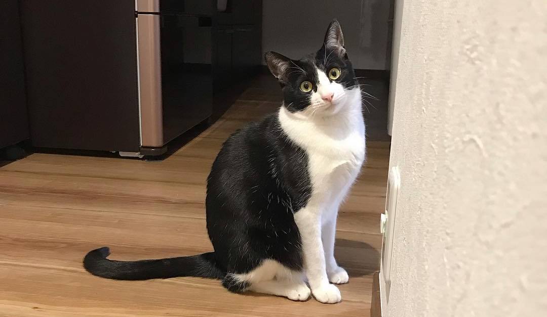 猫咪有三胎毛滴虫,猫咪滴虫拉稀怎么治疗最有效