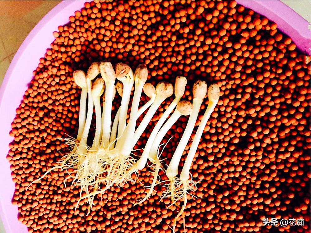 好吃新鲜花生,怎么发花生芽又粗又嫩