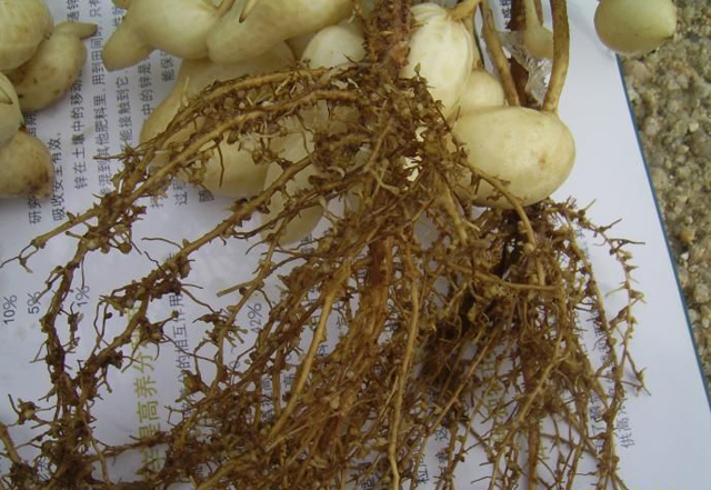 种的花生地里长满了野草,种植花生芽长白毛怎么处理