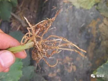 根腐病苗木灌根用什么药,土传病害常用灌根药