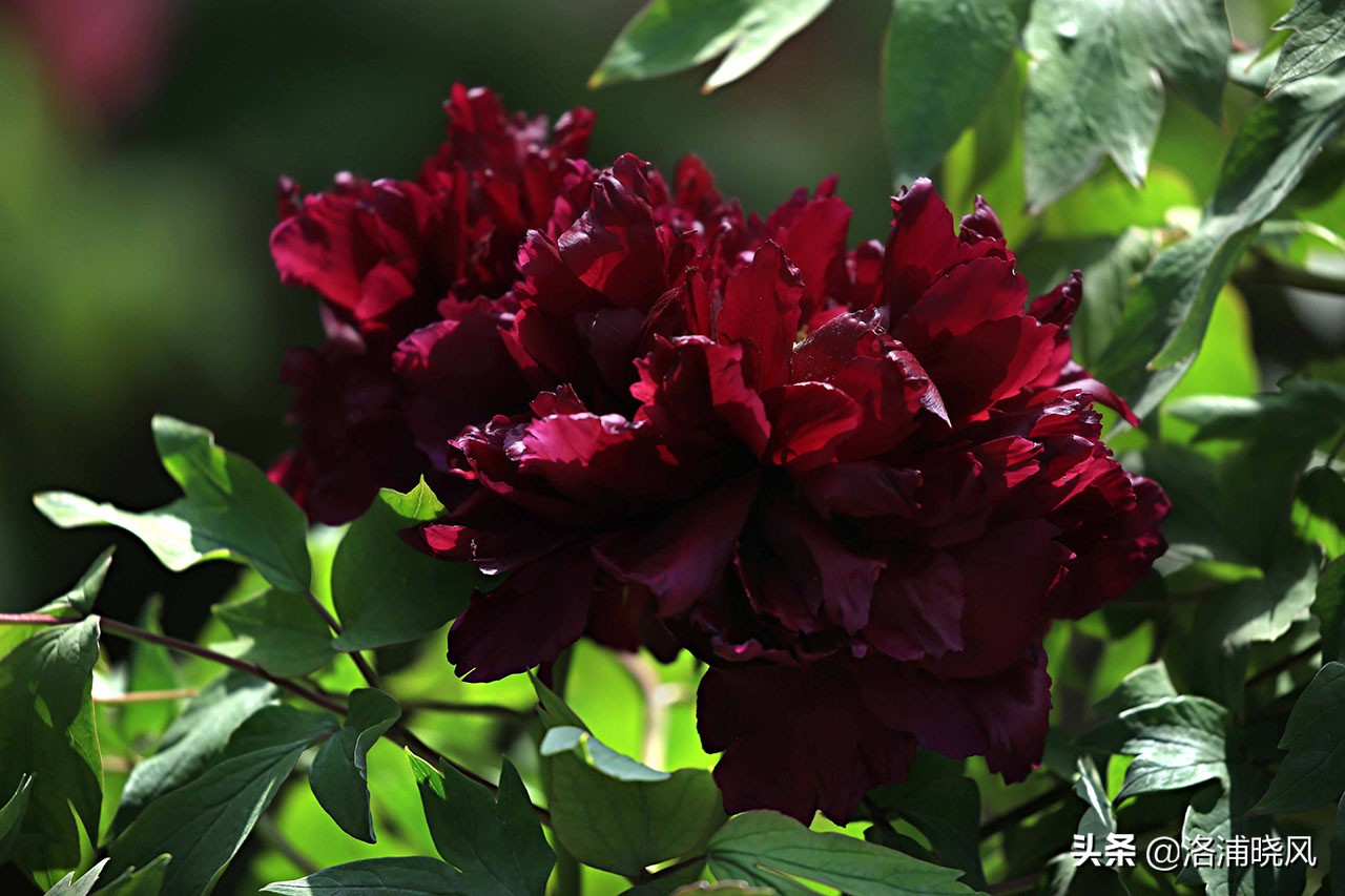 牡丹的名贵品种黑牡丹和绿牡丹,牡丹的稀有品种绿牡丹和黑牡丹