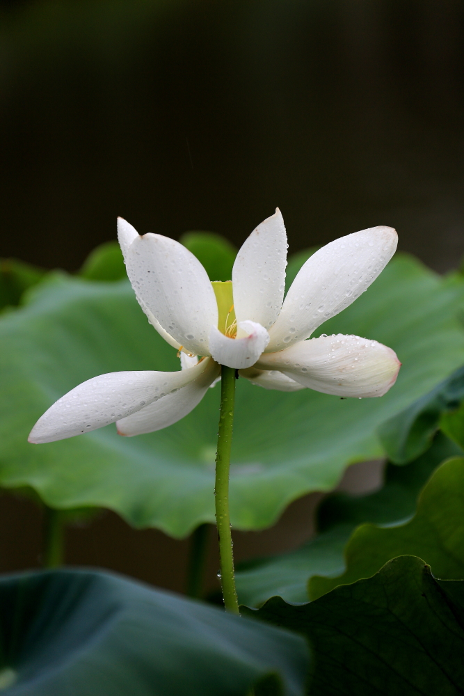 荷花朵朵歌曲完整版,口琴演奏绿岛小夜曲a调完整版