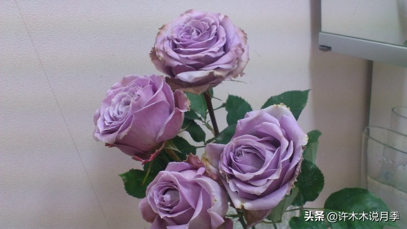 30种黄色月季,10种超美的蓝色月季