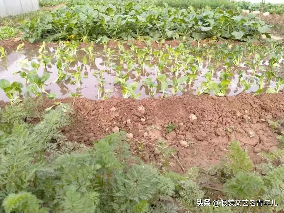 河南人也有这样的情节!拈花微笑:听菜,更是一种境界