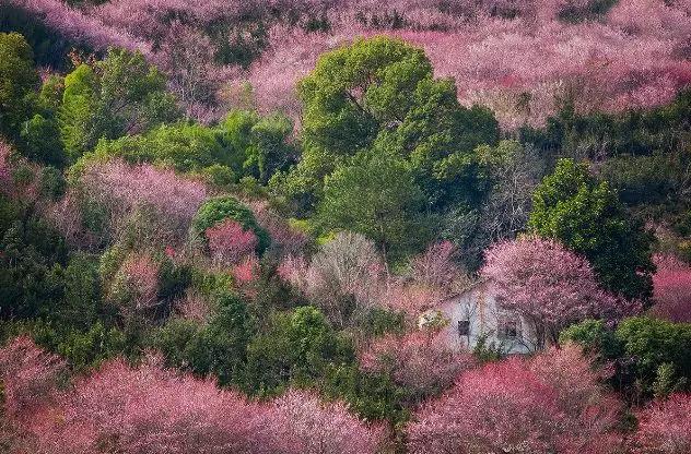安徽春天美丽的视频,安徽美丽的春天