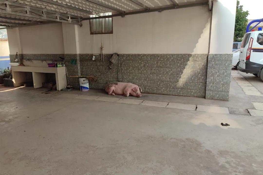 我为群众办实事丨假期“猪猪”也疯狂，竟到派出所一日游？