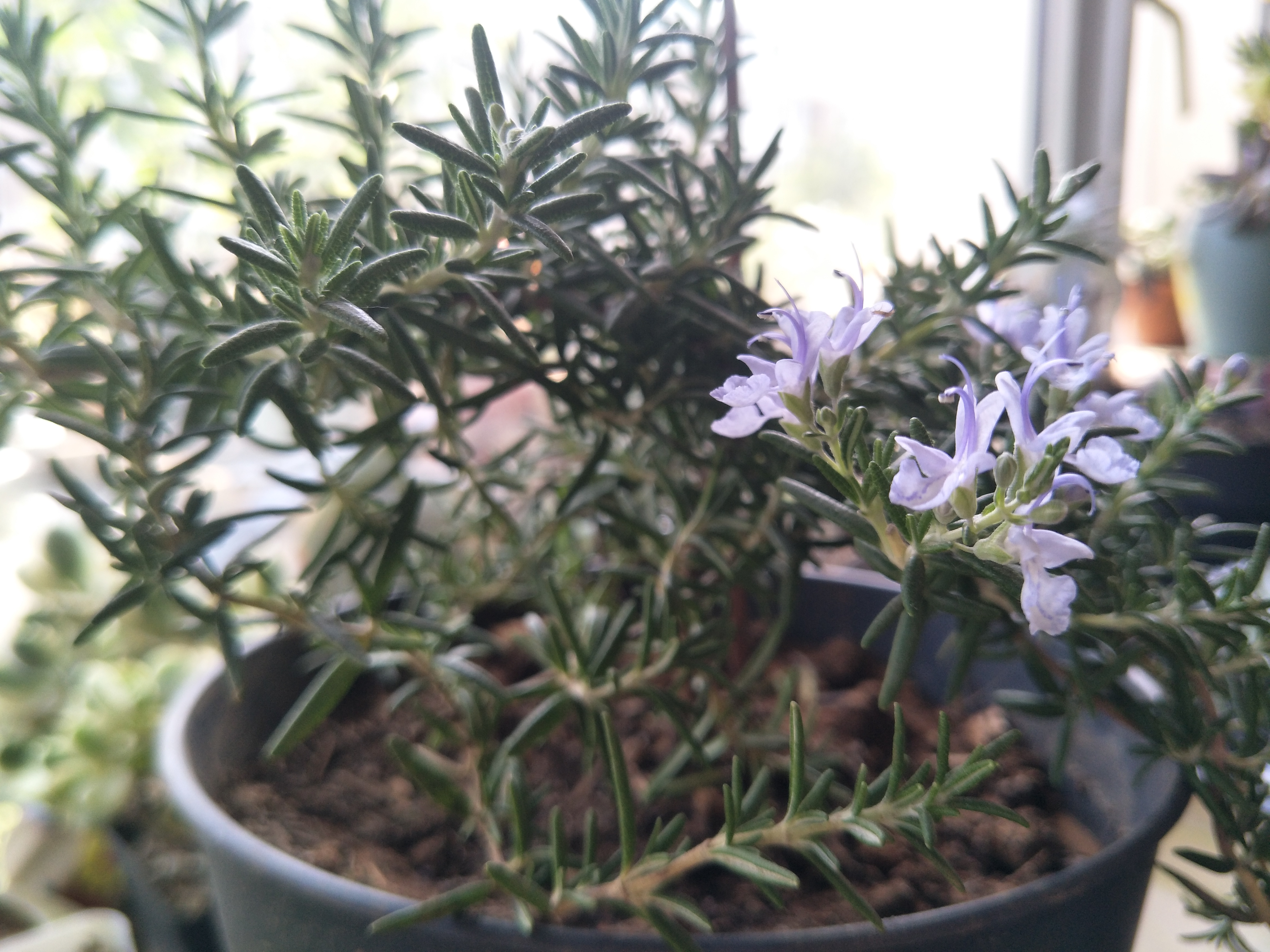 迷迭香养护要点是什么,怎样养迷迭香才能使它活下去