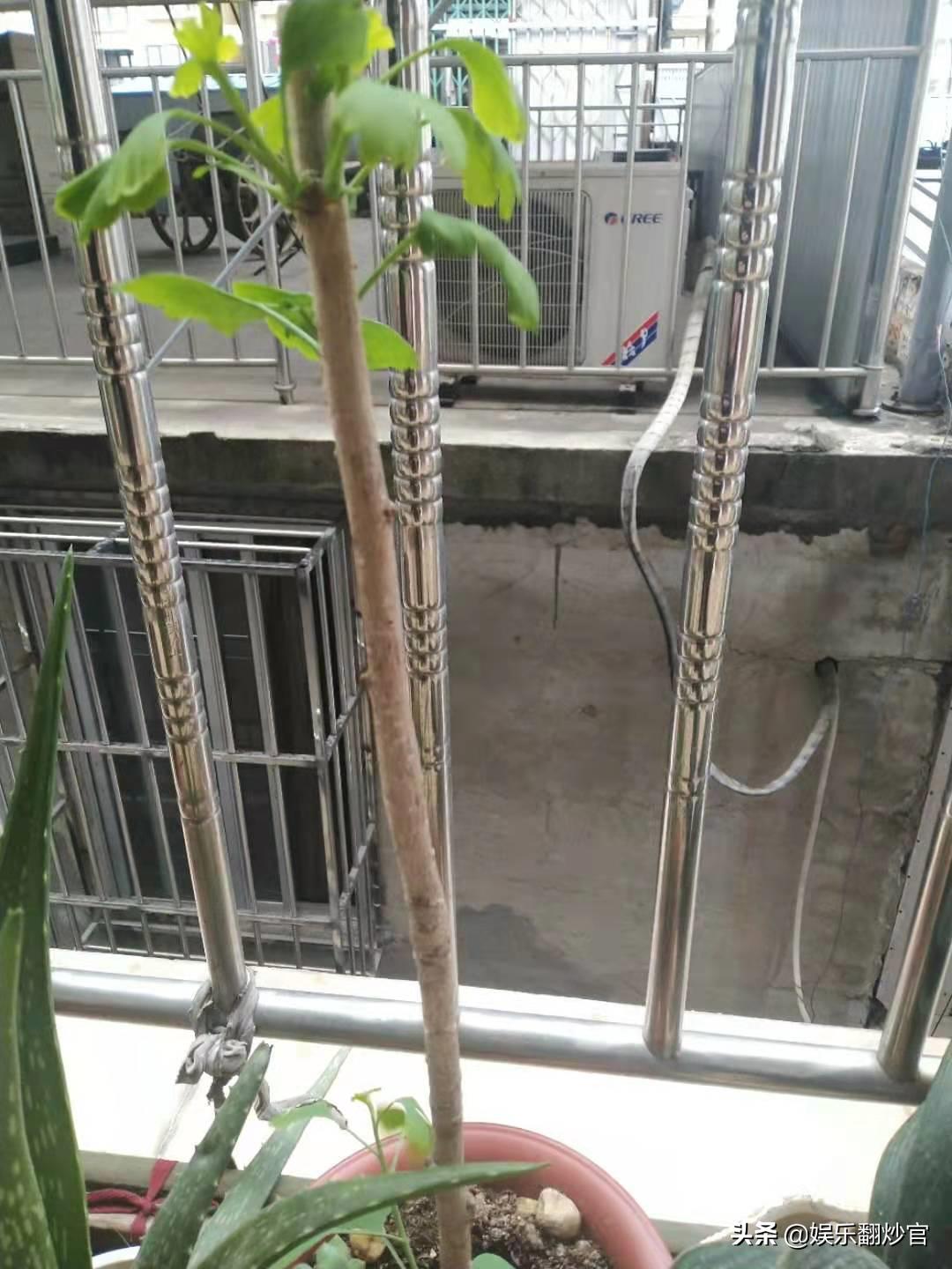 网上买果树苗的骗局,网上买果树苗哪里的假苗最多