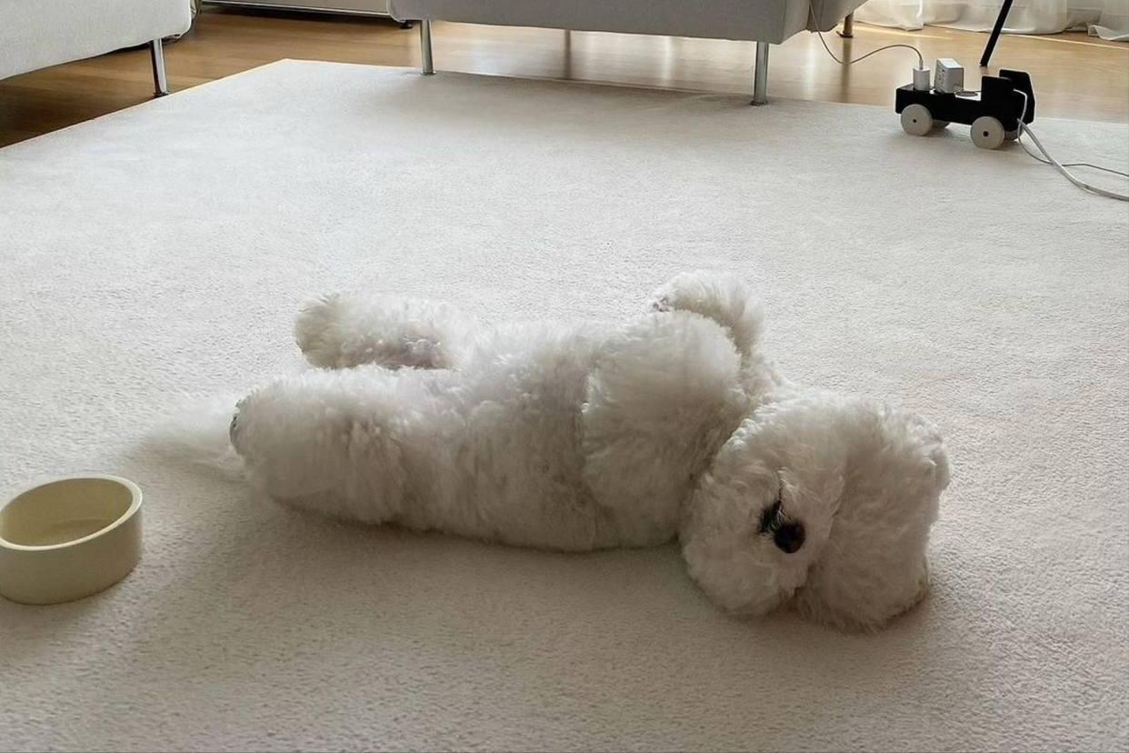 比熊犬怎么养毛发更白,比熊犬怎么养没有泪痕