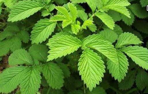 整合——28种青草药,赶快收藏备用!