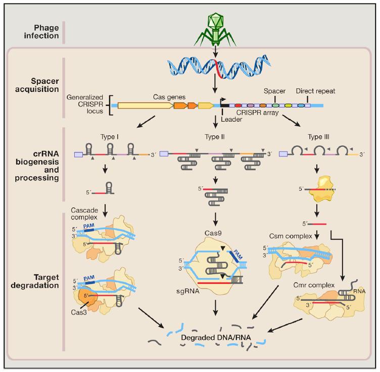 体内基因编辑和体外基因编辑,基因武器和基因编辑