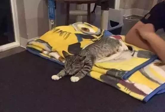 最能长胖的猫咪竟然不是橘猫,最容易变胖的猫