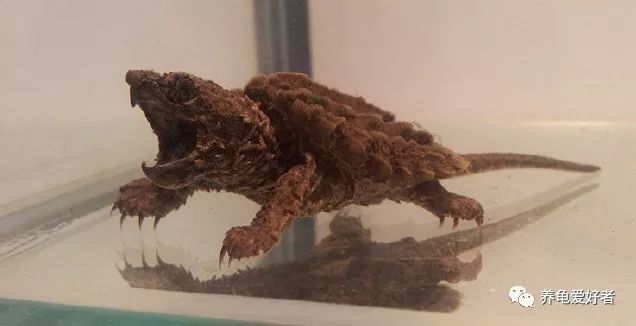 深水淹死龟其实浅水养龟更可怕,养龟简单吗