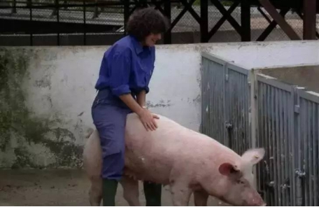 为什么母猪要排毒素,母猪为啥要排毒