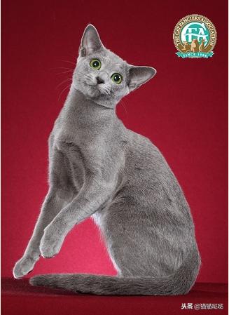 养猫新手买猫注意什么,新手养猫和买猫的注意事项