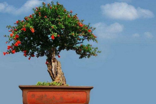 石榴花有毒吗能在卧室养吗,石榴花好养还是苹果花好养