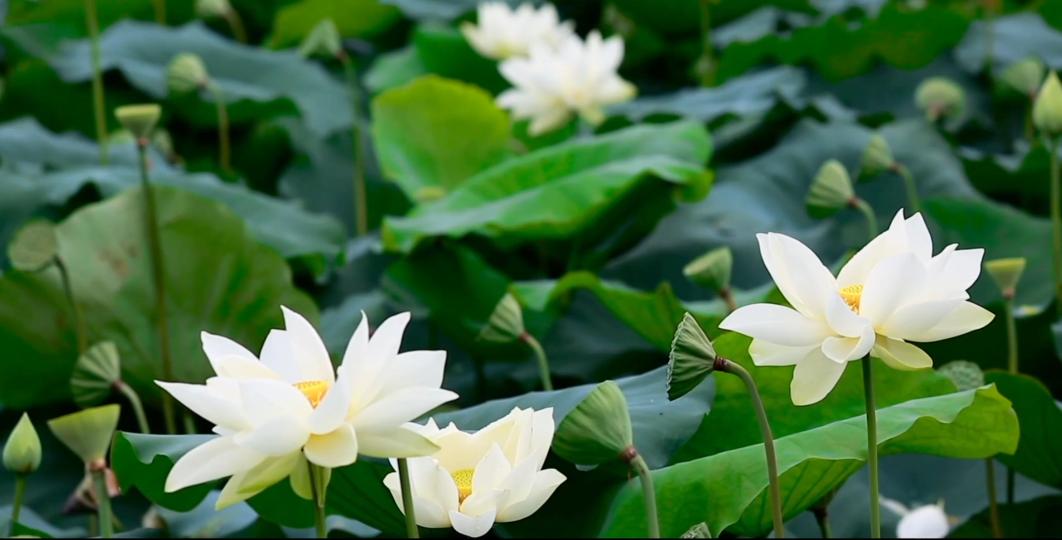 快看这个视频，剧透竹公溪未来有多美