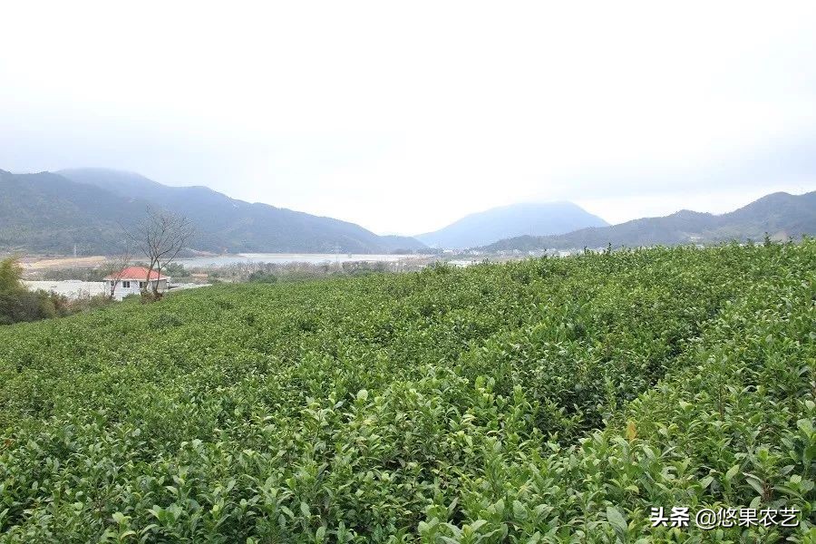 期待兰花香,再谈鸠坑群体种老茶园