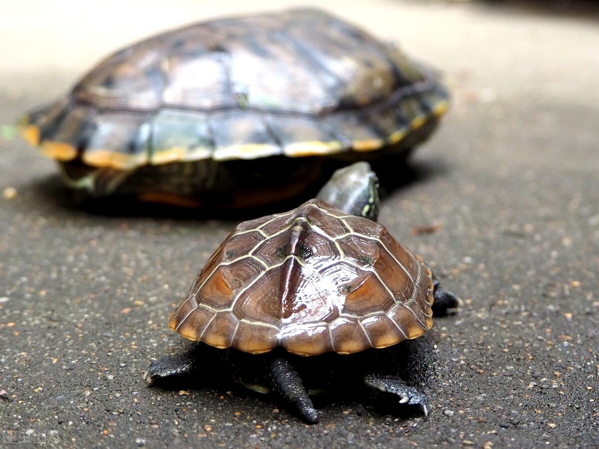 宠物刺猬12种最适合懒人养的宠物,可以繁殖适合懒人养的宠物