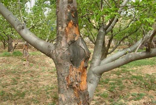 果树的癌症——苹果树腐烂病如何解决?果农朋友值得一看