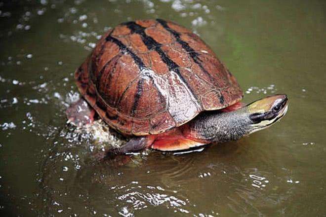 洪水侵袭，湖北荆门稻田里乌龟密密麻麻，当地老乡:发财了