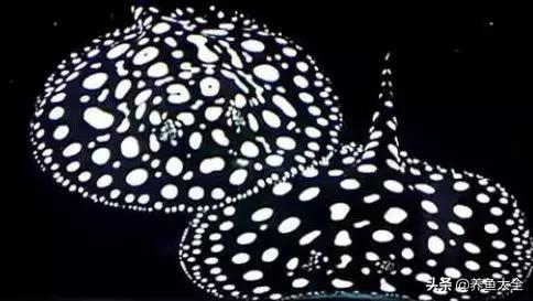 观赏鱼混养最佳方法,观赏鱼混养的最佳方法