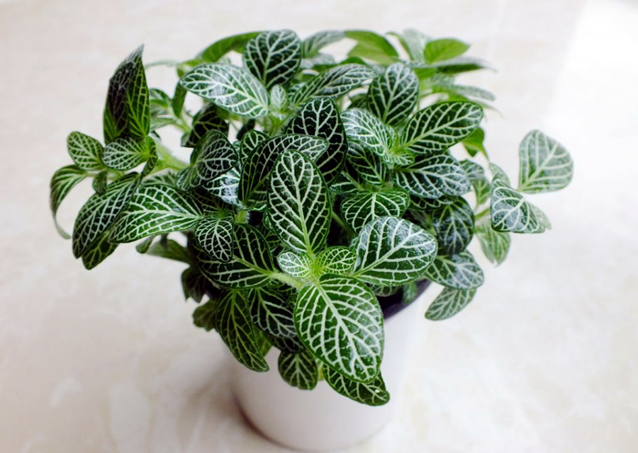 花盆有潮虫的土还可以用吗,花盆杀潮虫的最佳方法