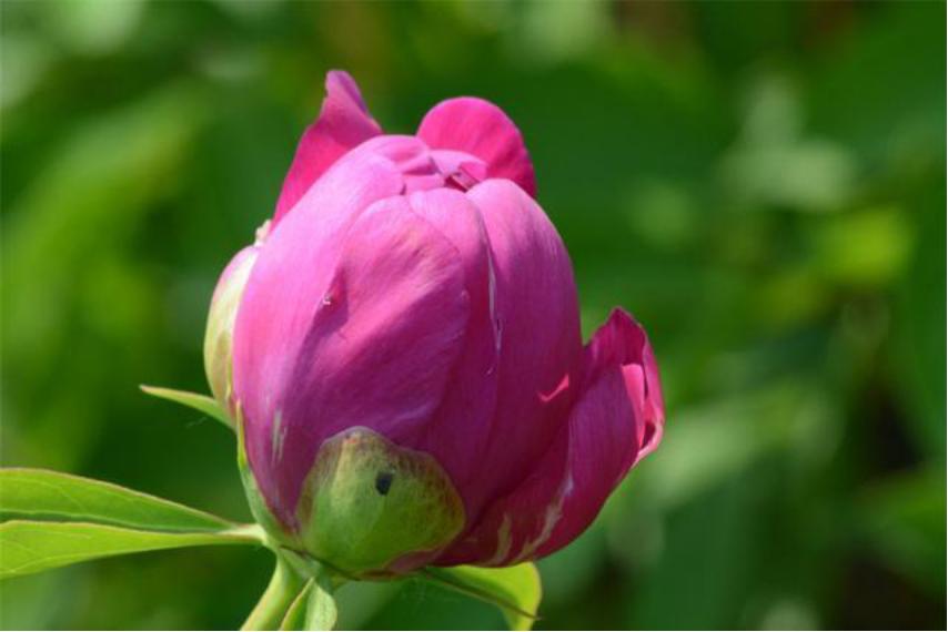 芍药花适合室内养殖吗北方,如此艳丽的芍药花你会养吗