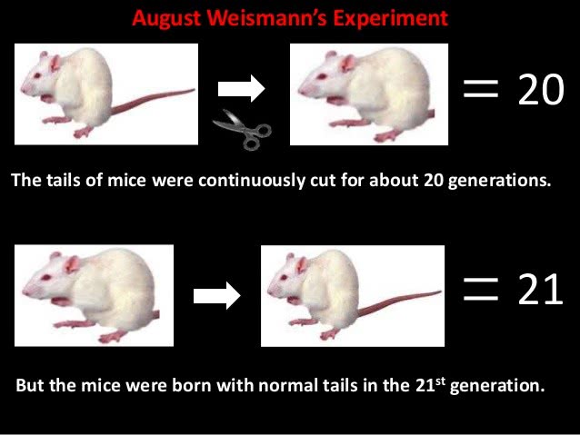 长颈鹿如何进化,长颈鹿如何从矮变成高