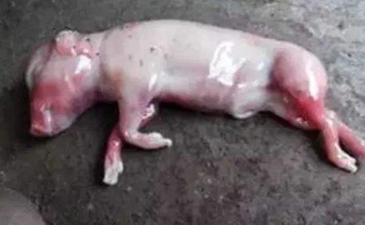 母猪死胎38.2怎么办,母猪产特别小死胎是什么原因