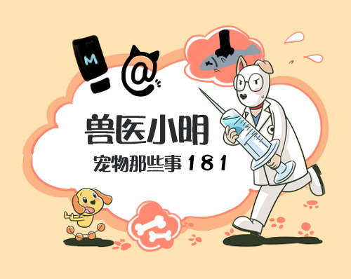 铲屎官必知判断猫咪生病的症状,人对猫咪过敏的症状